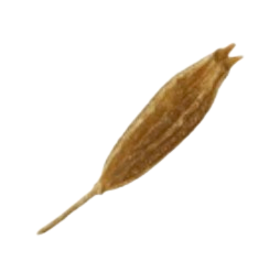 Makhana 2