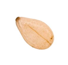 Makhana 1